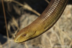 Pseudopus apodus