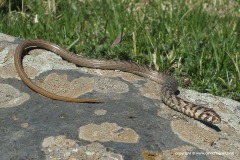 Pseudopus apodus