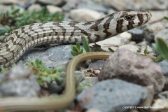 Pseudopus apodus