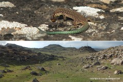 Darevskia raddei nairensis