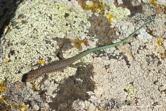 Darevskia raddei nairensis