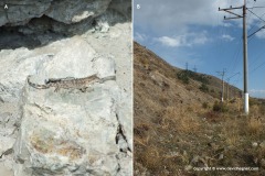 Paralaudakia caucasia