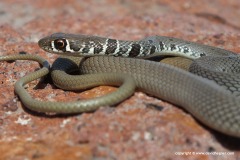 Platyceps najadum