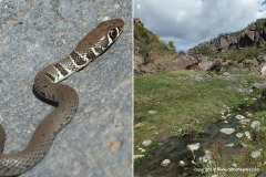 Platyceps najadum