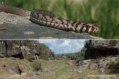 Pseudopus apodus