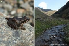 Rana macrocnemis