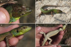 Lacerta media