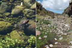Pelophylax bedriagae