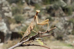 Mantis religiosa