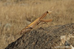 Mantis religiosa