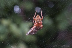Araneidae sp.