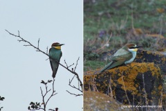 Merops apiaster