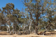 Eucalyptus trees
