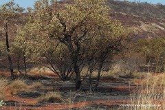 East of Karijini N.P.