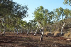 Near Tom Price