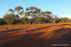 Near Billabong