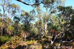 Yalgorup N.P.