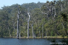 Beedelup N.P.