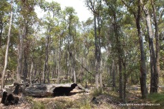 Near Rocky Gully