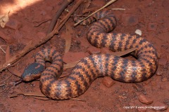 Acanthophis wellsi