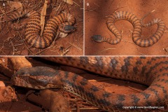 Acanthophis wellsi
