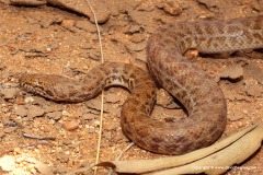 Antaresia perthensis