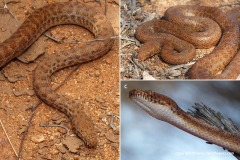 Antaresia perthensis