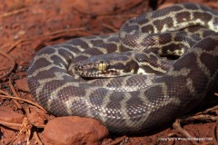 Antaresia stimsoni