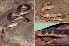 Brachyurophis approximans