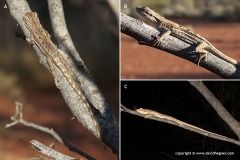 Caimanops amphiboluroides