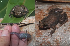 Crinia pseudinsignifera