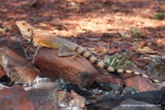 Ctenophorus caudicinctus