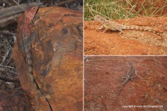 Ctenophorus caudicinctus