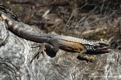 Ctenophorus cristatus