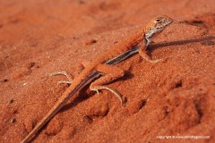 Ctenophorus femoralis