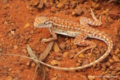 Ctenophorus isolepis