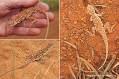 Ctenophorus isolepis