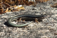 Ctenotus labillardieri