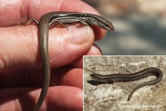 Ctenotus ora