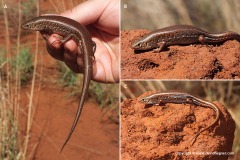 Ctenotus pantherinus