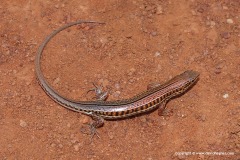 Ctenotus schomburgkii