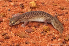 Diplodactylus conspicillatus