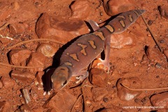 Diplodactylus pulcher