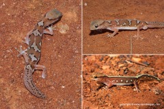 Diplodactylus pulcher