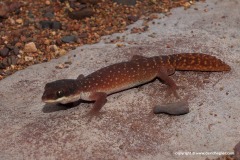 Diplodactylus savagei