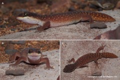 Diplodactylus savagei