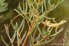 Diporiphora winneckei