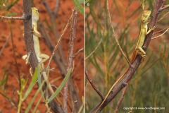 Diporiphora winneckei