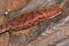 Egernia cygnitos
