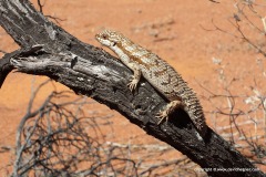 Egernia depressa